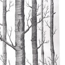 birch-tree-wallpaper-roll-HF0223_2 - Darphe